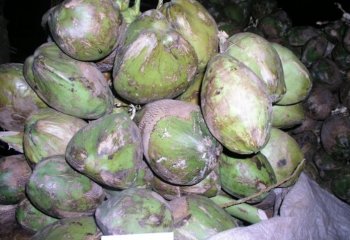 Coconut -Madafu in Coast Kenya ⒸAdeka et al., 2005