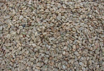 Coffea arabica seeds in Kamashi, Ethiopia Ⓒ Maundu, 2014