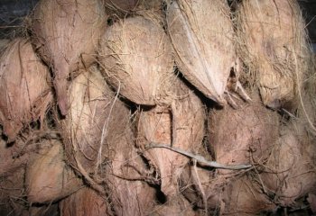 Mature coconut fruit in Coast Kenya. ⒸAdeka et al., 2005