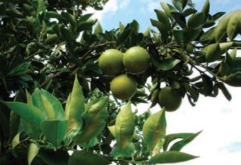 Orange (Citrus x sinensis) fruit. © A Bekele-Tesemma