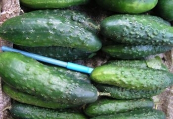 Rough Cucumber in Nairobi market, Kenya Ⓒ Foods of the Nairobi people, 2005