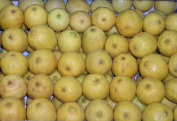 Smooth lemon (Citrus limon). © Maundu, 2005