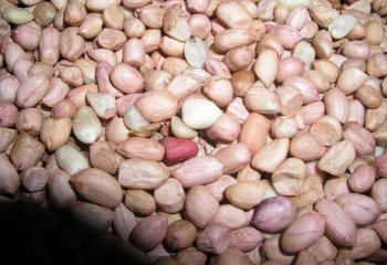 ‘Ndogo nyeupe’ groundnuts type in Uganda. Ⓒ Foods of the Nairobi people, 2001