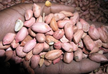 ‘Nyeupe kubwa’ groundnut type from Tanzania. Ⓒ Foods of the Nairobi people, 2005
