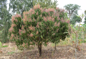 A mango tree in flower, Migwani, Kitui, Kenya. © Maundu, 2021