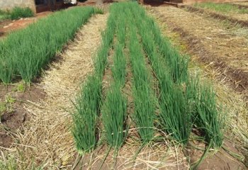 Allium (chives) management and harvesting in Benin. © Maundu, 2016