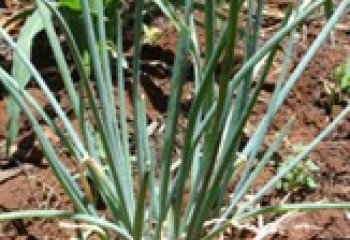 Allium plants. © Maundu, 2005