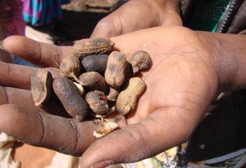 Arachis hypogaea (Groundnut) in pods in Kamashi, Ethiopia Ⓒ P Maundu, 2015