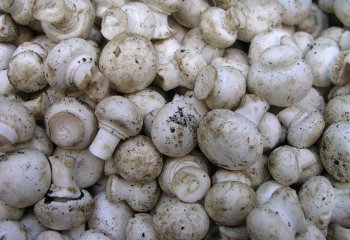 Button mushrooms. © Maundu P, 2001