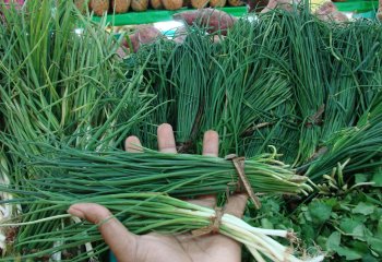 Comparing Spring onion and chives. Nairobi, Kenya. © Maundu, 2005