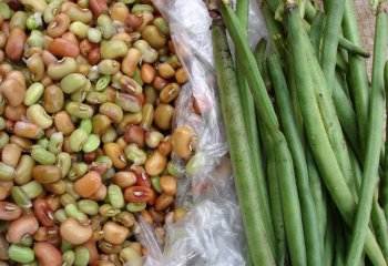 Cowpeas - fresh seeds and pods both cooked. Ⓒ Maundu P, 2005