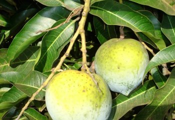 Dodo mango in Kenya. © Maundu, 2012