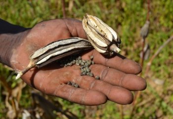 Dry okra seeds in- Saalou- Zambo village, Burkina Faso. Ⓒ Maundu P, 2015