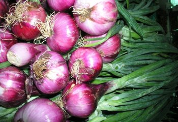 Green onion (leafy immature red type). Ⓒ Maundu, 2005