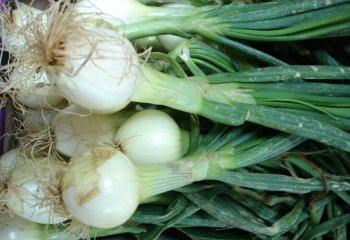 Green onion - Salad type. Ⓒ Maundu, 2005