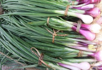 Green onion, red type. Ⓒ Maundu, 2005