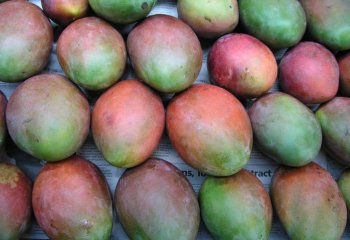 Kent mango. © Maundu, 2005