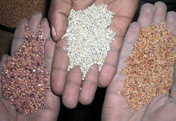 Left to right-Sorghum, pearl millet -bulrush millet and finger millet. © Maundu, 2004.