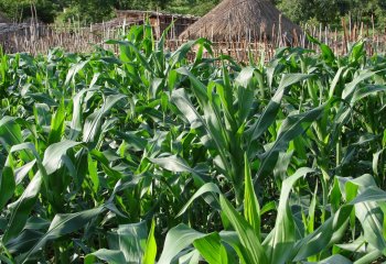Maize (Revised) | Infonet Biovision Home.