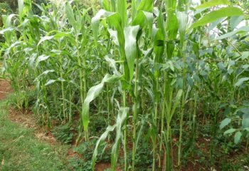 Maize intercropped with groundnuts in Vihiga. W. Kenya. © Muia J, 2023