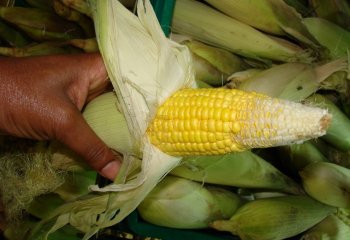 Maize- Sweet corn Ⓒ P Maundu, 2002