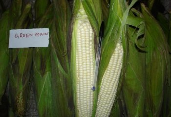 Maize-Green maize. Ⓒ P Maundu, 2005