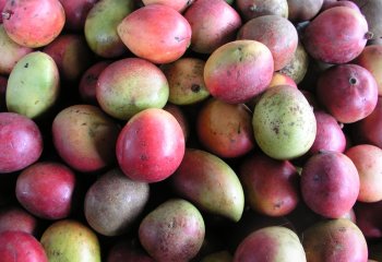 Mangifera indica, Mango (Tommy variety) in Nairobi market. © Foods of Nairobi people, 2005
