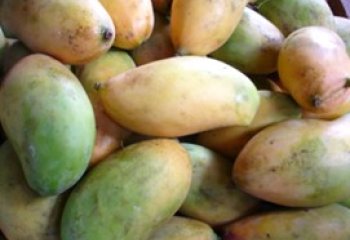 Mango - Sabine type from Murang'a, Kenya Ⓒ Foods of Nairobi people, 2005