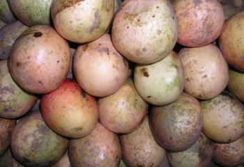 Mango -Apple type, from South coast, Kenya. Ⓒ Foods of Nairobi people, 2005