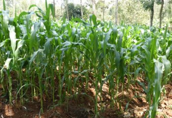 Mounds of soil at base of maize crop for better stability and water conservation. © Muia J, 2021
