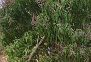 Off season apple mango producing branch, Migwani, Kitui. © Maundu, 2021