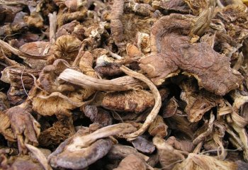 Dried Oyster mushroom. © Maundu P, 2001