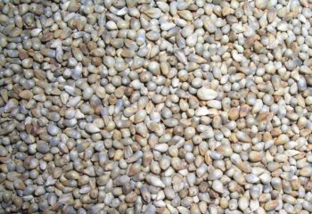 Pear millet grains in Nairobi market Ⓒ P Maundu, 2001