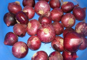 Red onions. Ⓒ Maundu, 2005