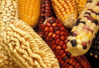 Varieties of maize. Ⓒ Keith Weller, USDA