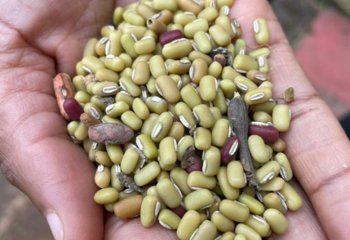 Vigna umbellate (Rice bean) in Vihiga © Maundu P, 2022