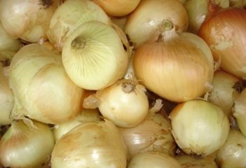 White-brown onion type. Ⓒ Maundu, 2005