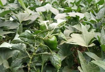 Capsiccum annum (bell pepper) in Vihiga. © Maundu P, 2021