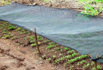 Capsicum annum peppers in a nursery bed