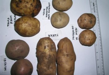 Various types of potato from Nairobi open market compared. © Adeka et al., 2006