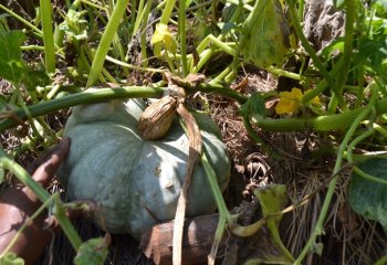 Cucurbita maxima, Kamashi, Ethiopia. ©Maundu, 2015