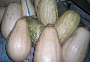 Cucurbita spp. fruits in Kitui, Kenya. Ⓒ Maundu, 2001