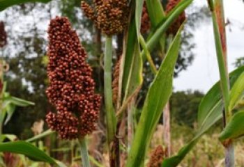 Muvovi, a local type, Kitui, Kenya. ©Maundu 2017