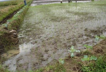 Planted rice field in Mwea Rice Irrigation Scheme, Kenya. @Maundu, 2005