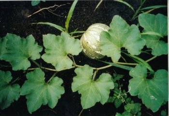 Pumpkin fruiting branch Ⓒ Maundu, 2001