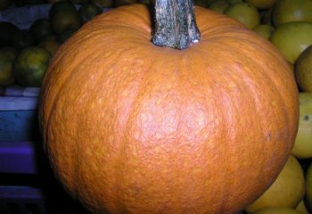 Pumpkin in Nairobi market, Kenya. Ⓒ Foods of Nairobi people, 2001