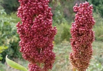 Red sorghum with compact head, Kitui. © Maundu 2022