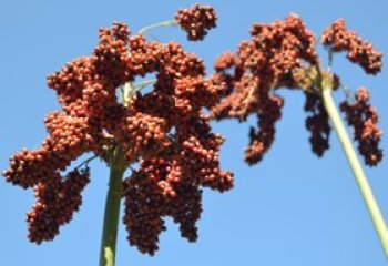 Red sorghum with spreading panicle, Kitui, Kenya. ©Maundu 2019