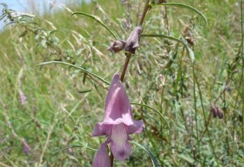 Sesamum angustifolium (Ufuta mwitu) in Soroti, Uganda. © Maundu, 2005