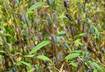 Sesamum indicum fruiting branch in Kamashi, Ethiopia. Ⓒ Maundu, 2015